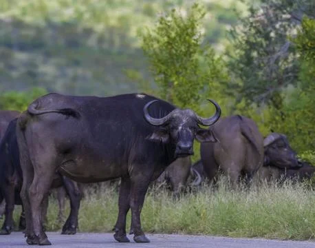 Big five herd of Buffalo during safari in Kruger national park Stock Photos
