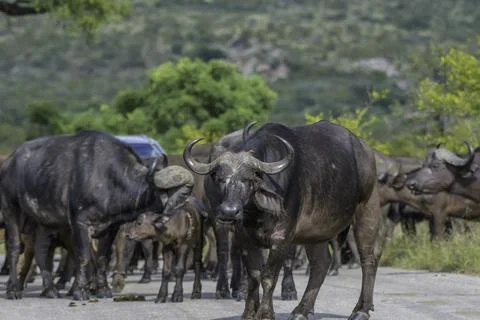 Big five herd of Buffalo during safari in Kruger national park Stock Photos
