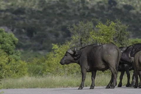 Big five herd of Buffalo during safari in Kruger national park Stock Photos