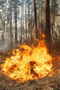 Big flame on forest fire Stock Photos