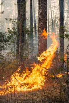 Big flame on forest fire Foto stock