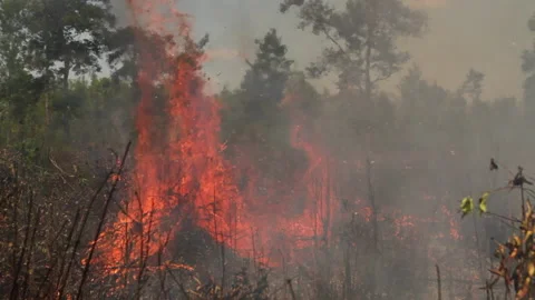 Big Flame in Land Clearing, with Fire, Indonesia Stock Footage 142775578