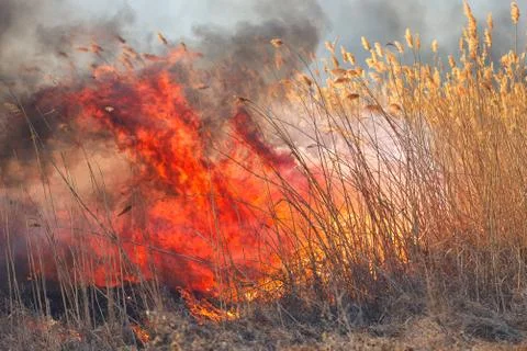 Big flames on field during fire. Accidental disaster Stock Photos