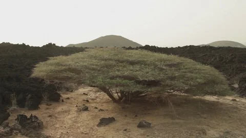 Big flat tree in the middle of rocks Stock Footage 73660656