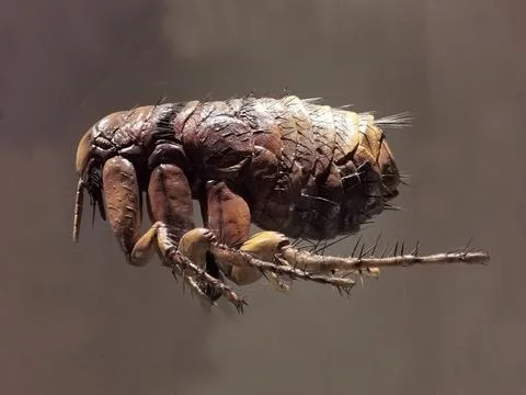 Big flea parasite Stock Photos
