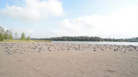 A big flock of barnackle goose on the sand beach Stock Footage 49738050