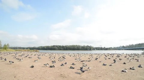 A big flock of barnacle goose on the sand beach Stock Footage 49737660