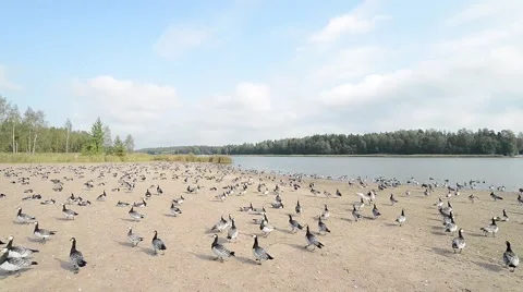 A big flock of barnacle goose walking away Stock Footage 49737504