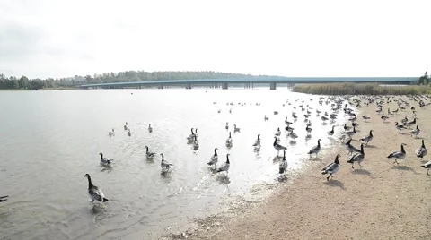 A big flock of barnacle goose walking away Stock Footage 49737545