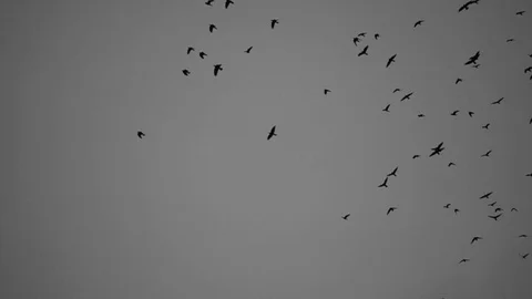 Big Flock Of Birds Slow Motion Vídeos de archivo 74734459