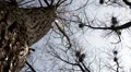 Big flock of crows on tree tops HD Footage