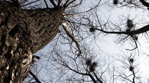 Big flock of crows on tree tops 스톡 동영상 2162188