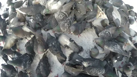 Big flock of doves crowded in snow Stock Footage 148522570