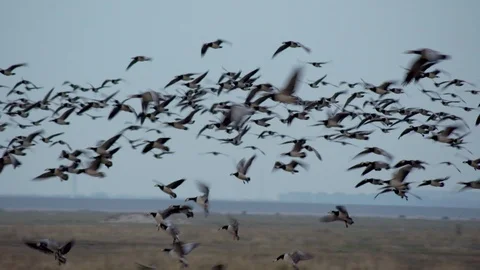 Big flock of grey goose geese flying and landing at big dry grass savannah Stock Footage