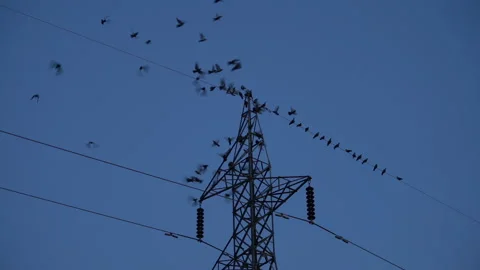 Big flock of ravens flying Stock Footage 139900060