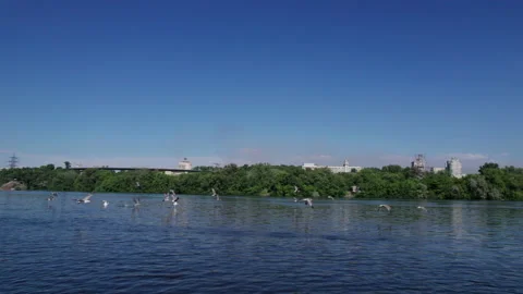 Big flock of seagulls flying over river Dnieper, wild nature among modern cit Stock Footage 157723291
