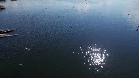 Big flock of seagulls nesting on rocky island, flying over the river or the s Stock Footage 157723923