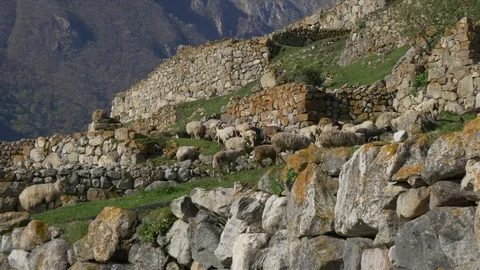 Big flock of sheep gazing high in mountains Stock Footage 76094700
