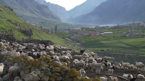 Big flock of sheep in mountains Stock Footage 76092094