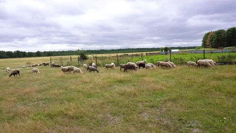 A big flock of sheep is pasturing on a meadow near a high fence. Stock Footage 114032814