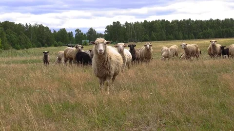 A big flock of sheep is pasturing on a wide meadow. Stock Footage 114032873