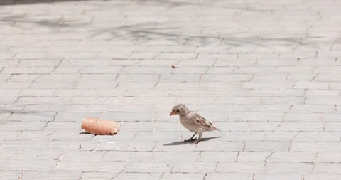A big flock of small sparrows arrives and eats bread Stock Footage 93706551