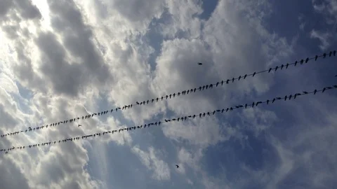 Big flock of swallows birds sit on wires &amp; fly around in a blue sky &amp; clouds 11 Stock Footage 119307553