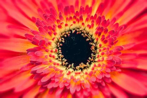 Big flower center Stock Photos