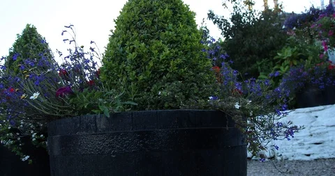 Big flower Stock Footage 101353421