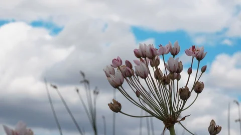 Big flower by the lake Stock Footage 114693102