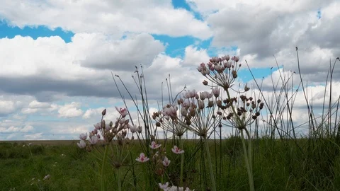 Big flower by the lake Video stock 114693107