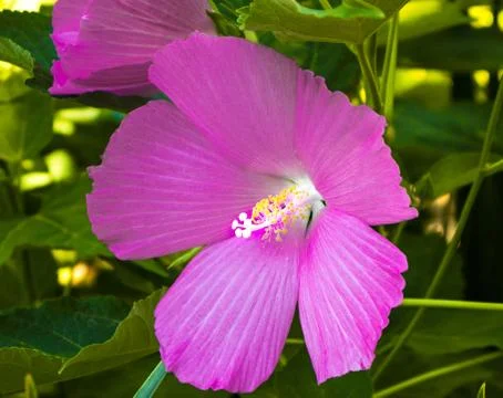 Big flower. Stock Photos