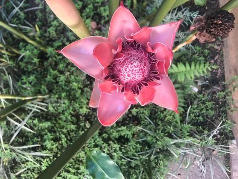 Big flower Stock Photos