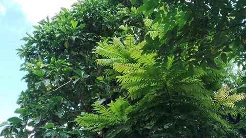 Big flower tree Stock Footage 313252668