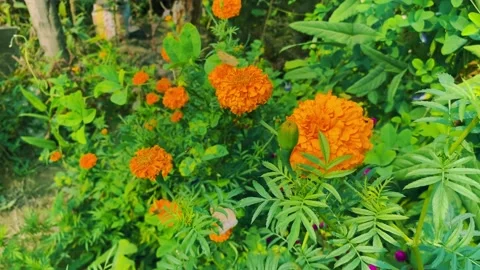 Big flower yellow and background green leaf, nature Stock Footage 224866954