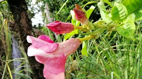 Big flowers close up Stock Footage 156732969