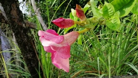 Big flowers close up Stock Footage 156733480
