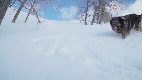A big fluff dog walking in deep snow on a mountain slope Stock Footage 102580752