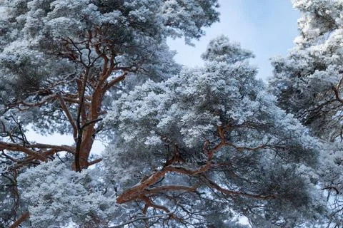 Big fluffy branches of pine trees in frost Stock Photos