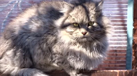Big fluffy cat Stock Footage 47012650