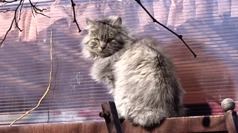 Big fluffy cat Stock Footage 47013540