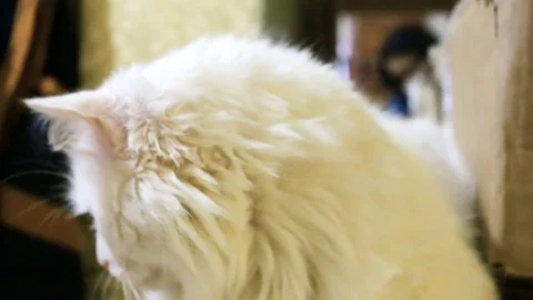 Big fluffy cat is looking left of the camera, closeup. The cat has yellow eyes, Stock Footage 80308115