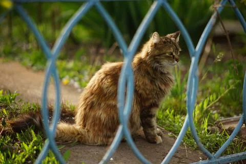 Big fluffy cat is resting in the spring garden, view through the fence Stock Photos