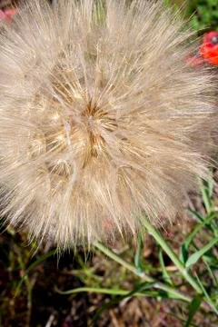 Big fluffy dandelion macro. Stock Photos
