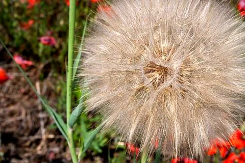 Big fluffy dandelion. Stock Photos