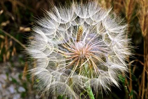 Big fluffy dandelion Stock Photos