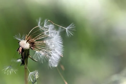 Big fluffy dandelion Stock Photos