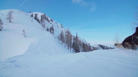 A big fluffy dog walking from deep snow to a mountain ridge Stock Footage 102580500