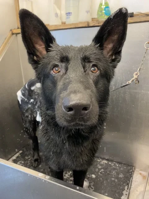 Big fluffy german outlet shepherd