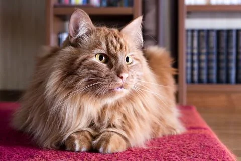 Big fluffy ginger cat Foto stock